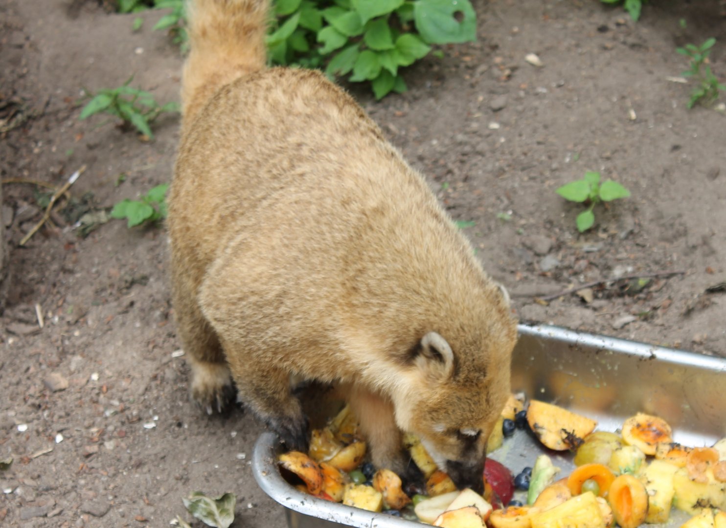 Ring-tailed coati