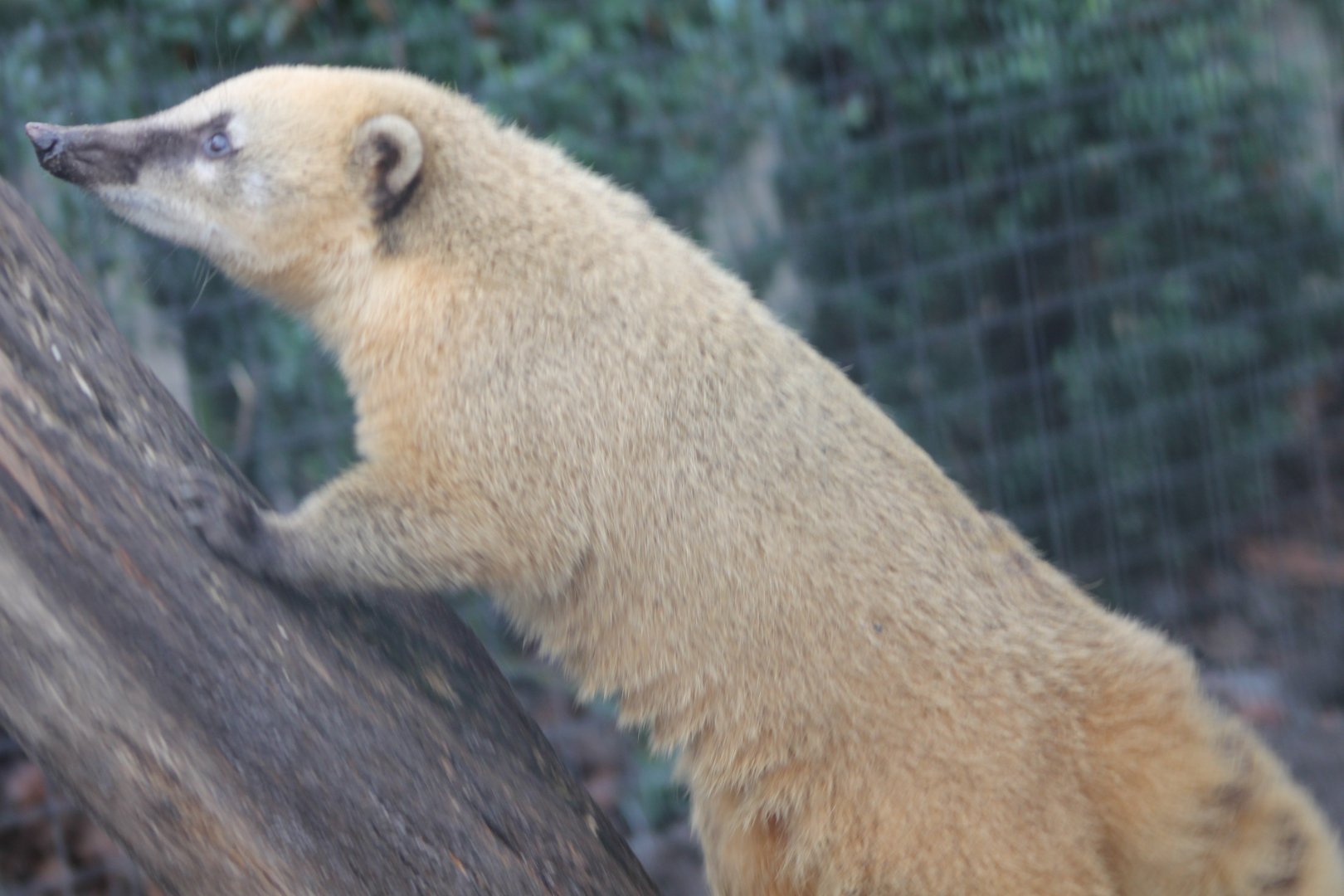 Ring-tailed coati