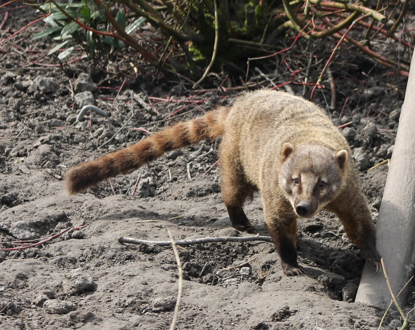 Ring-tailed coati