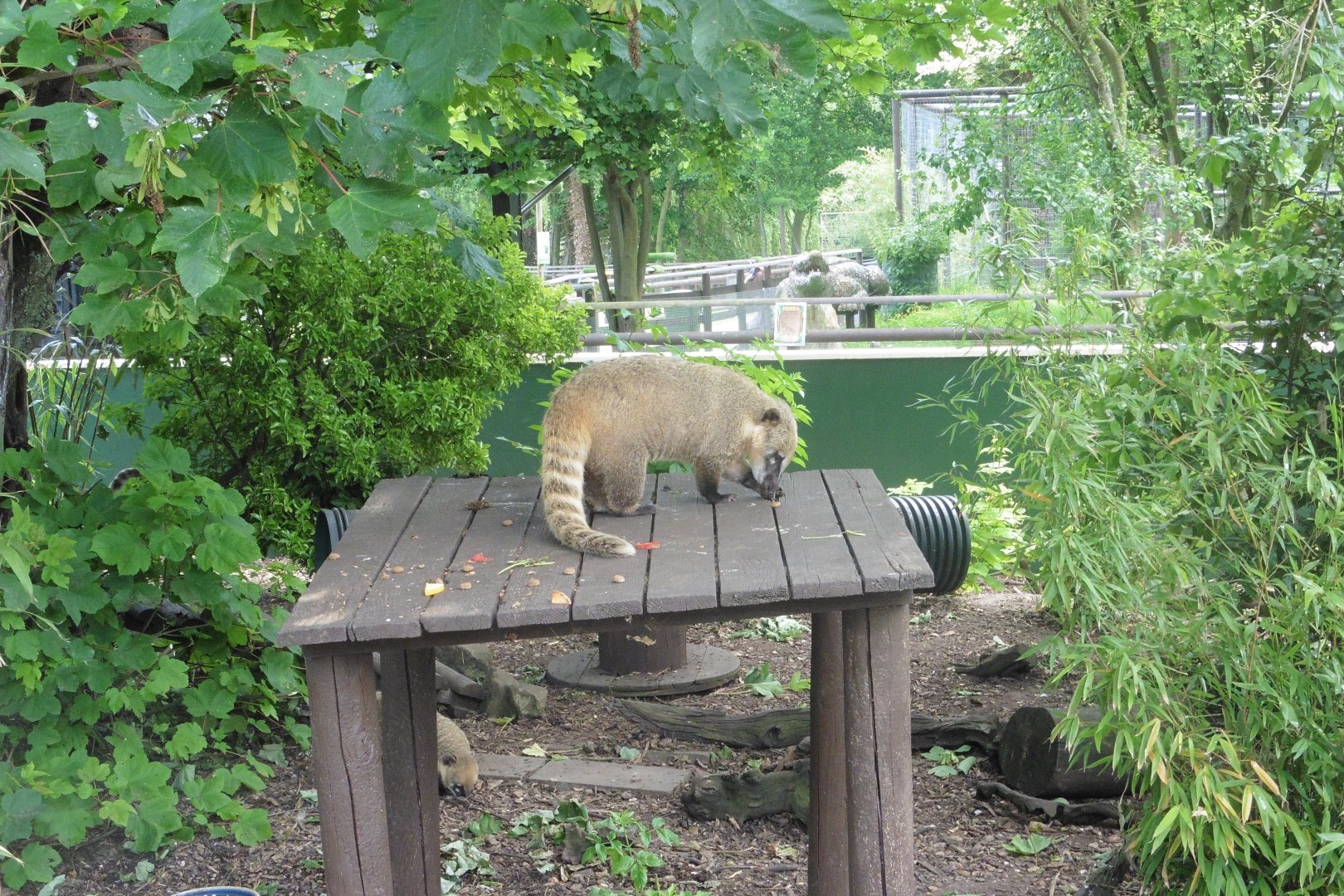 Ring-tailed Coati