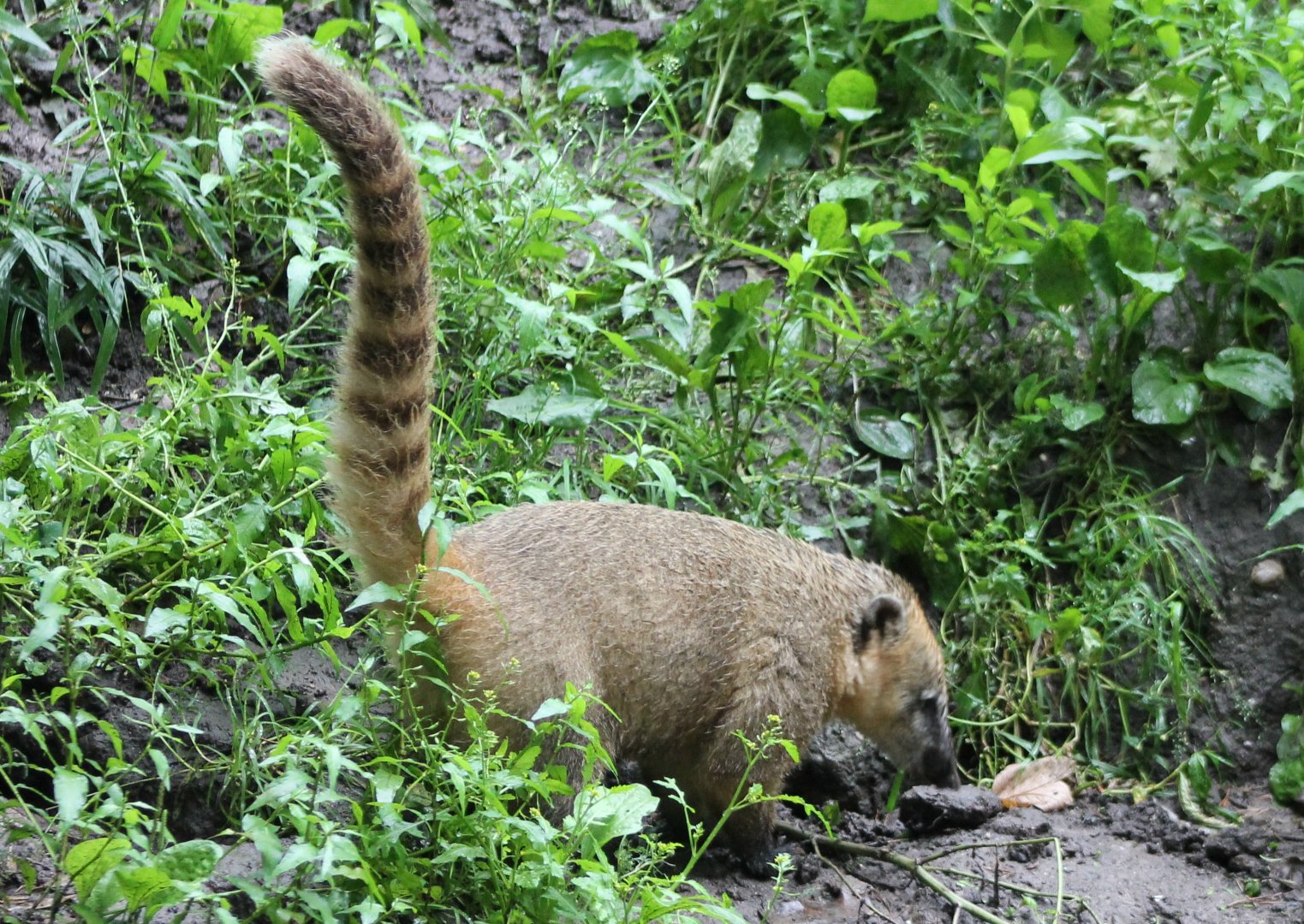Ring-tailed coati