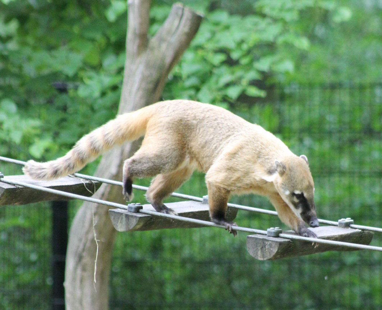 Ring-tailed coati