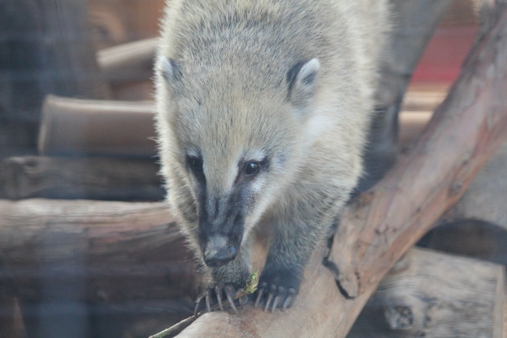 Ring-tailed Coati