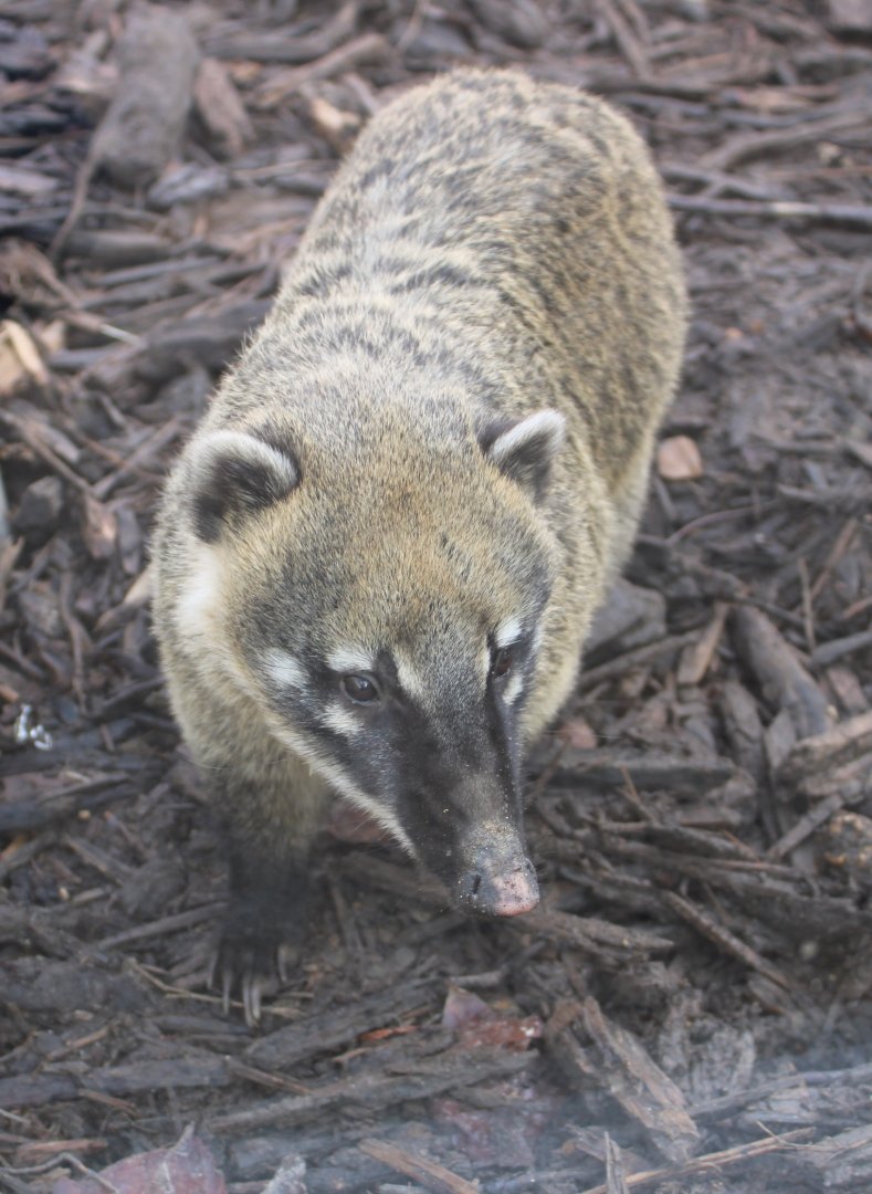 Ring-tailed coati