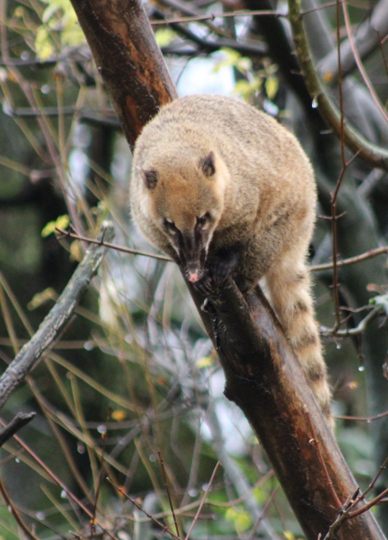 Ring-tailed coati