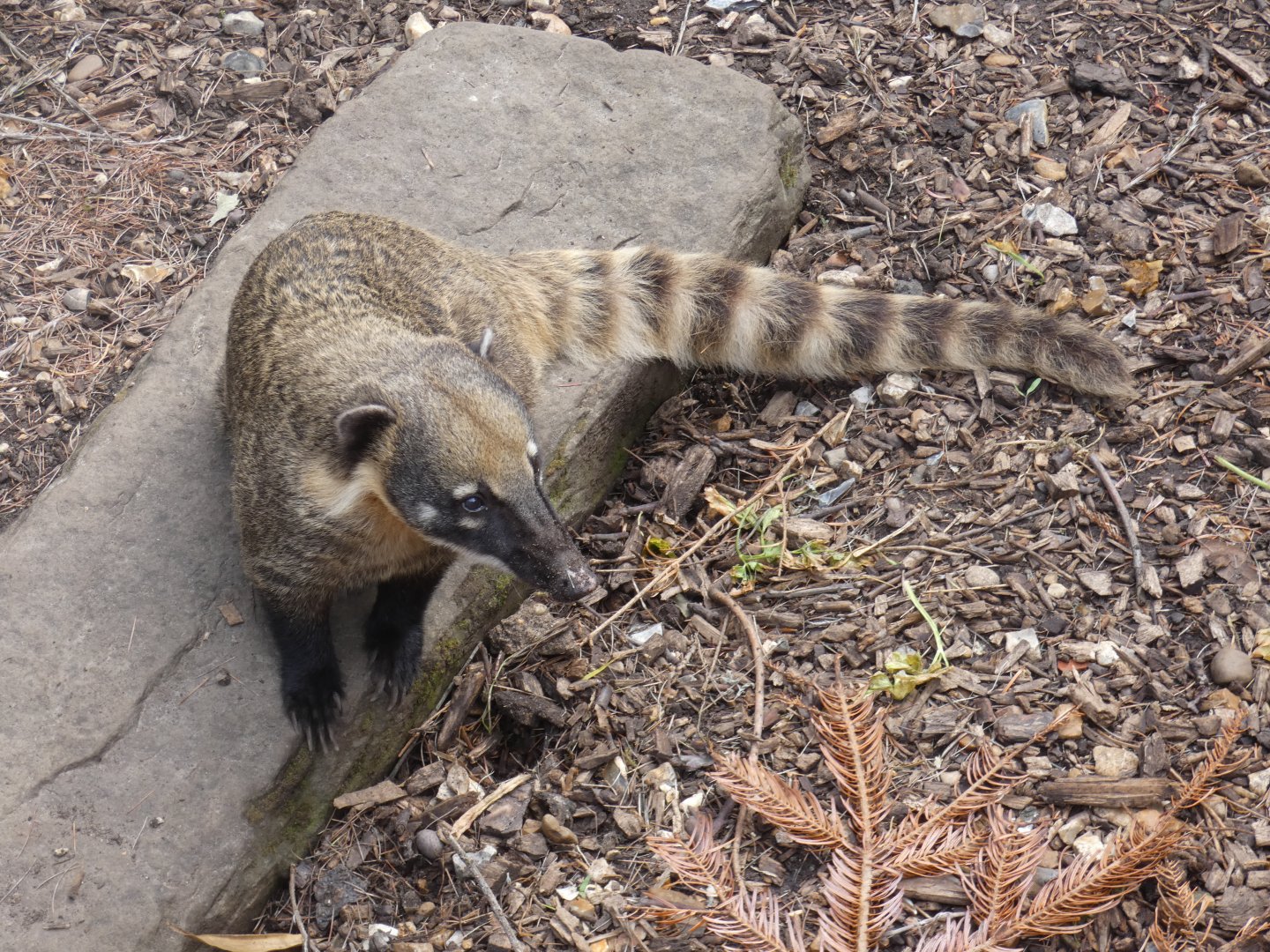 Ring-tailed Coati