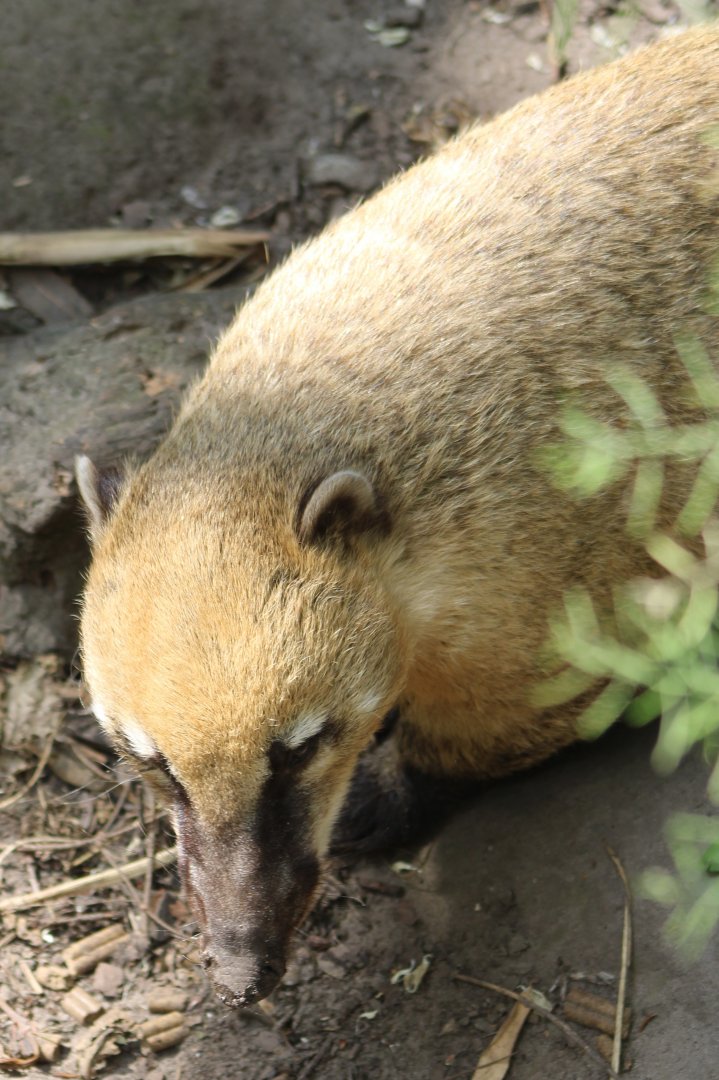 Ring-tailed coati