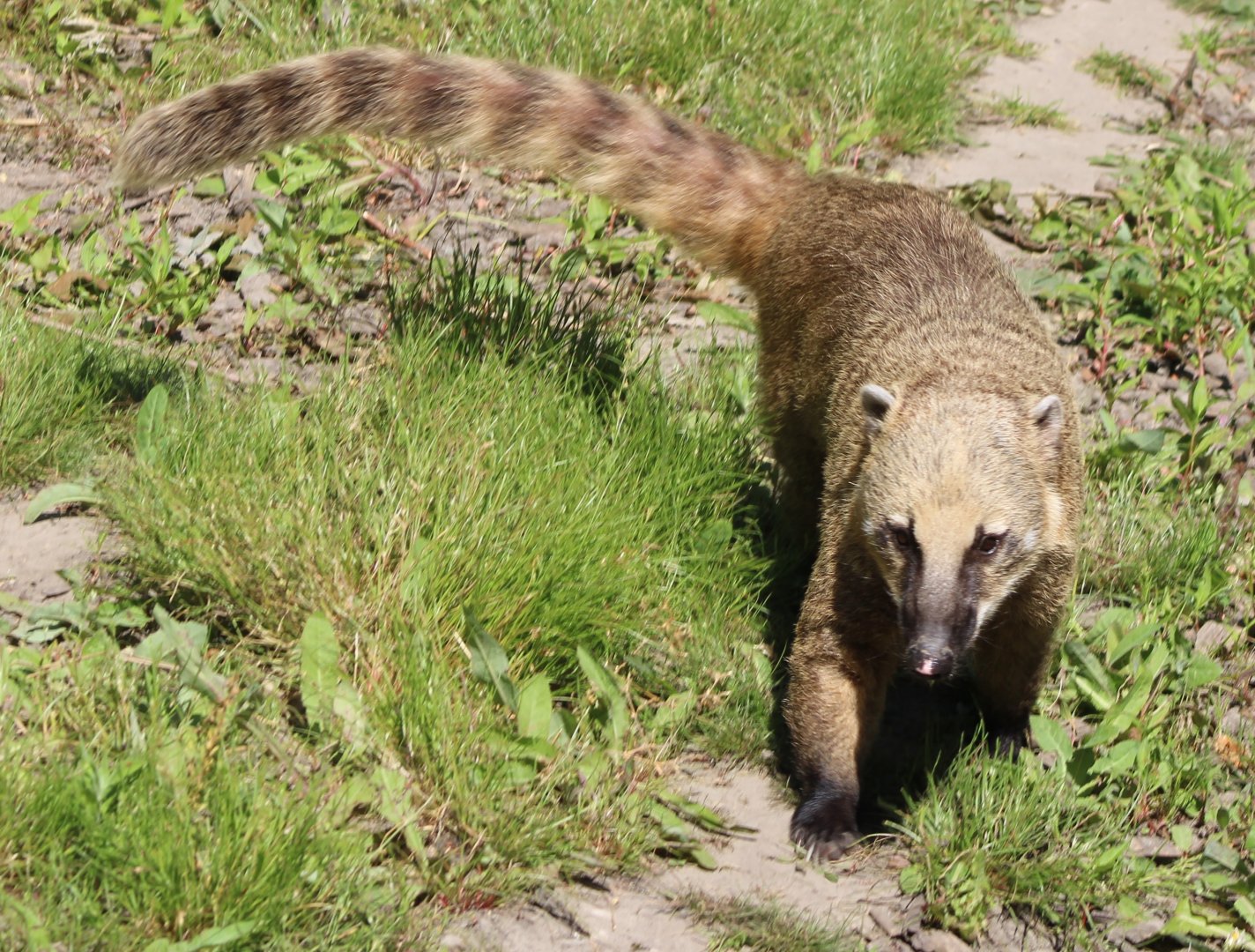 Ring-tailed coati