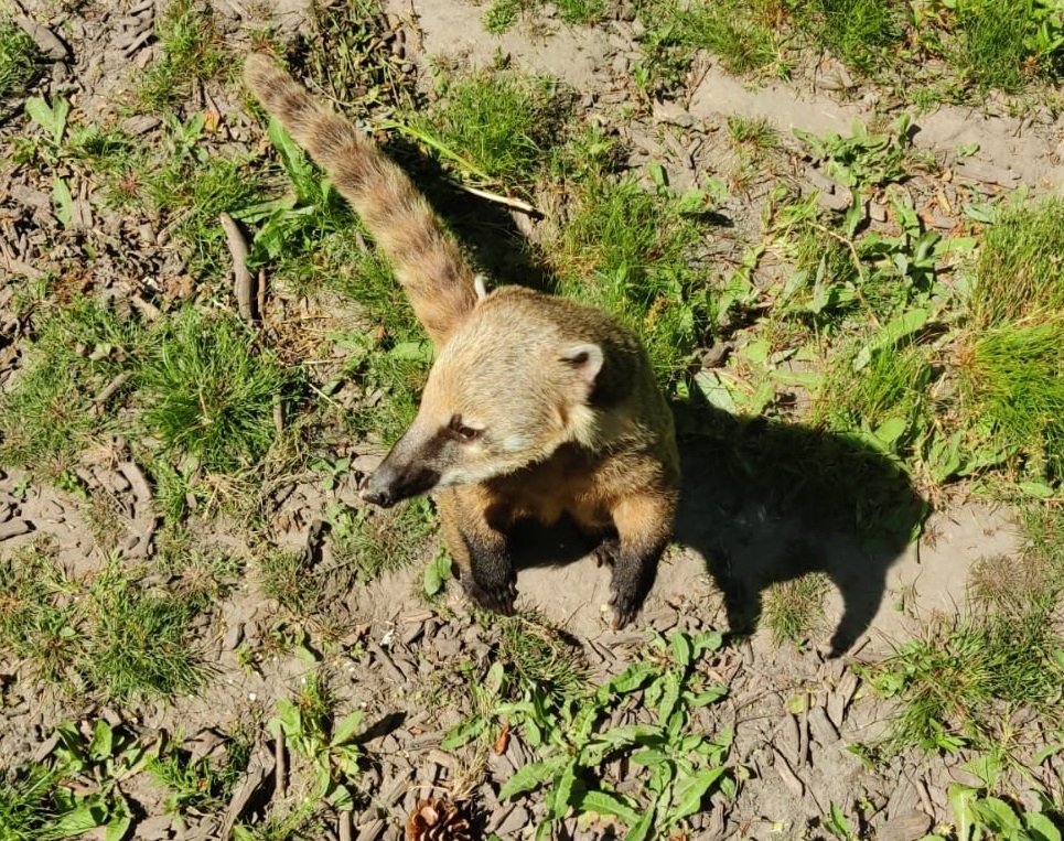 Ring-tailed coati