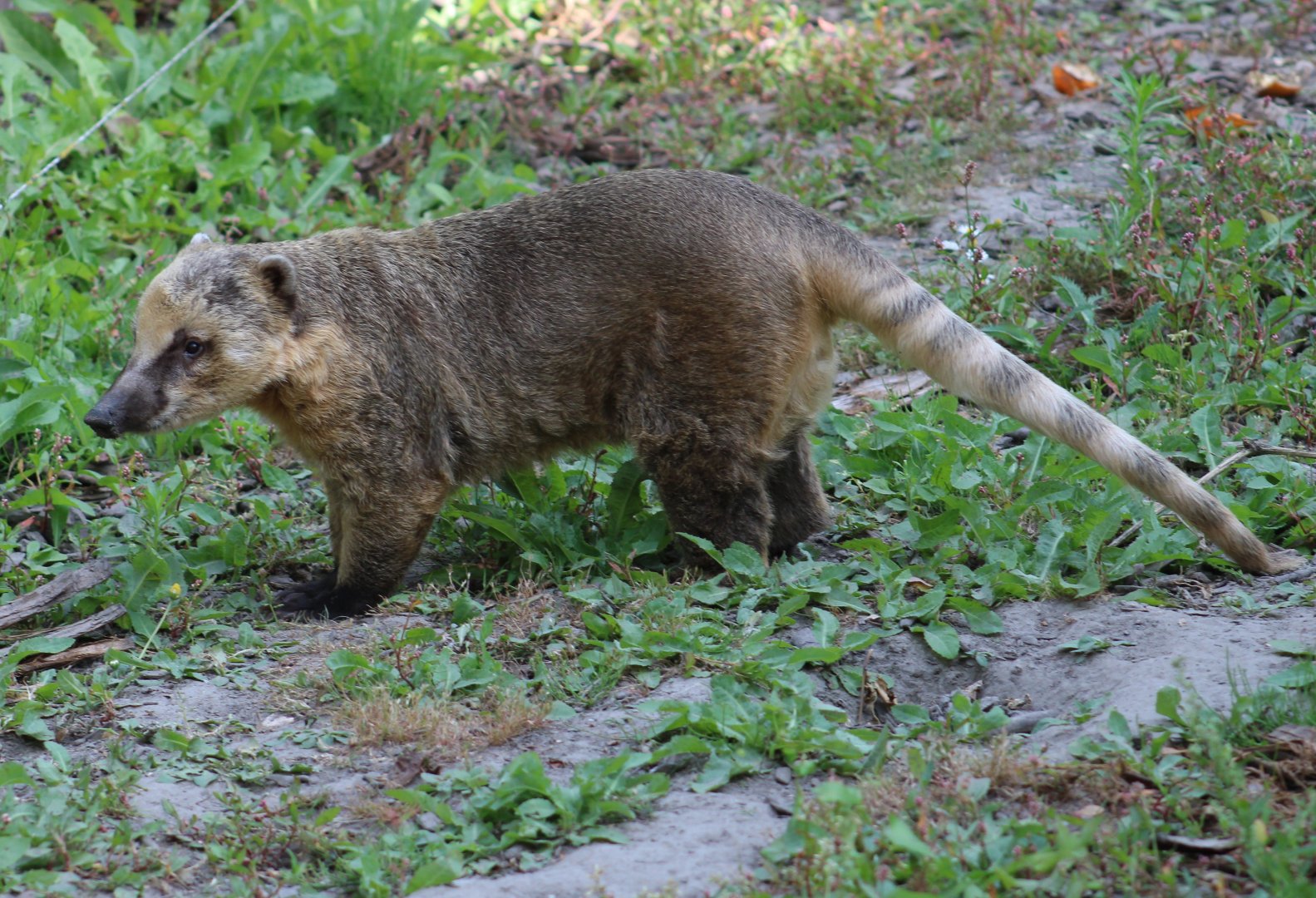 Ring-tailed coati