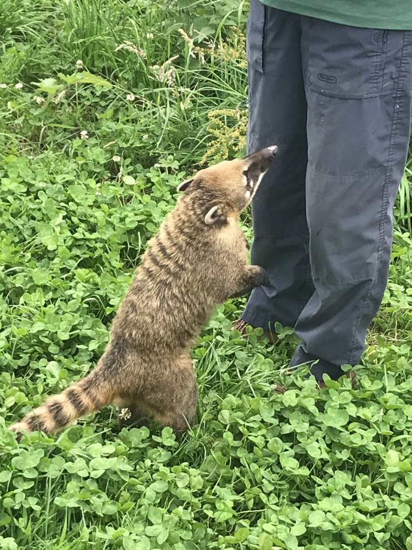 Ring tailed coati