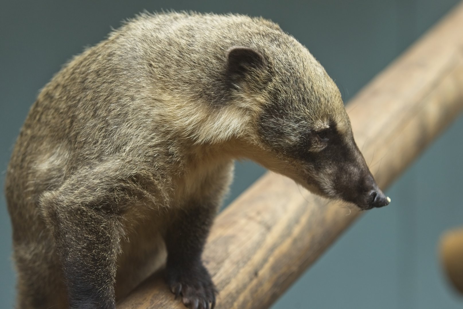 Ring Tailed Coati