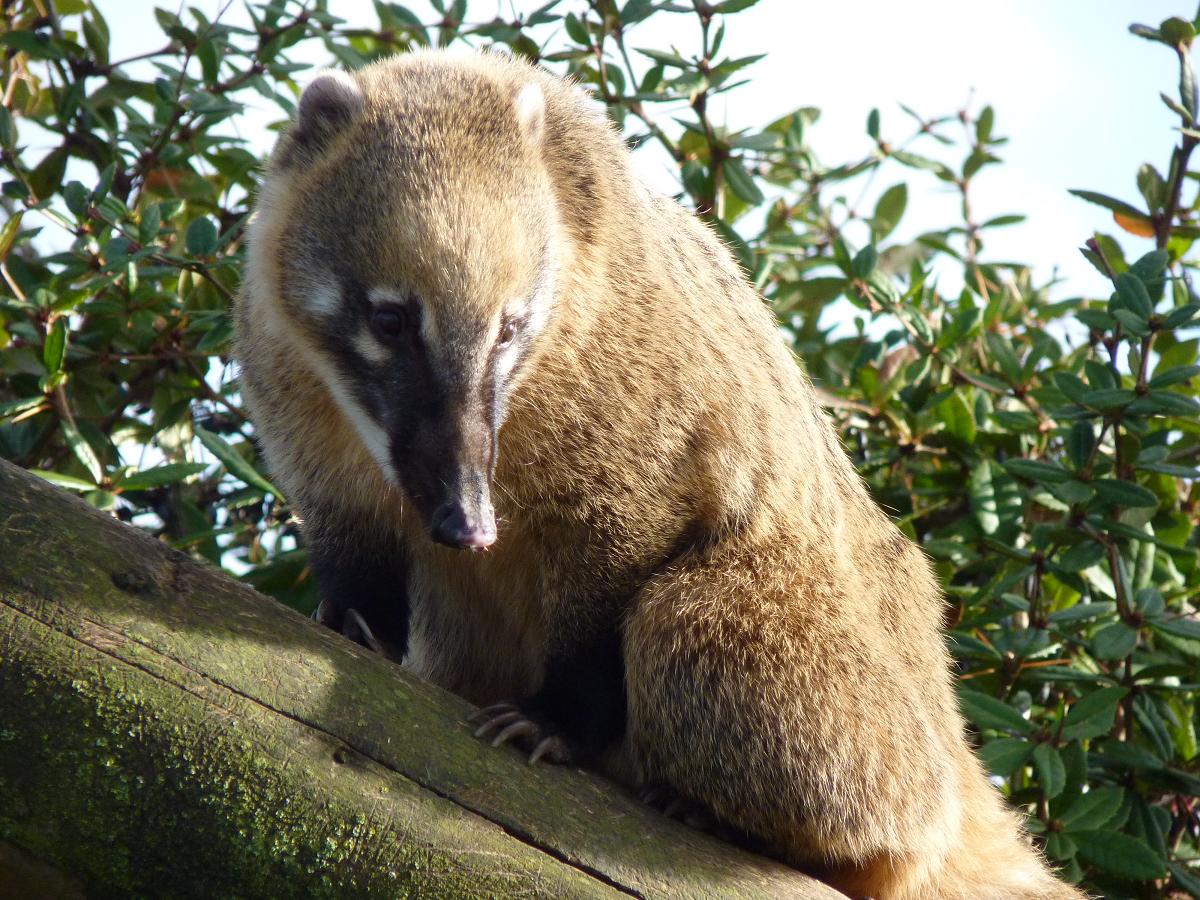 Ring-Tailed Coati