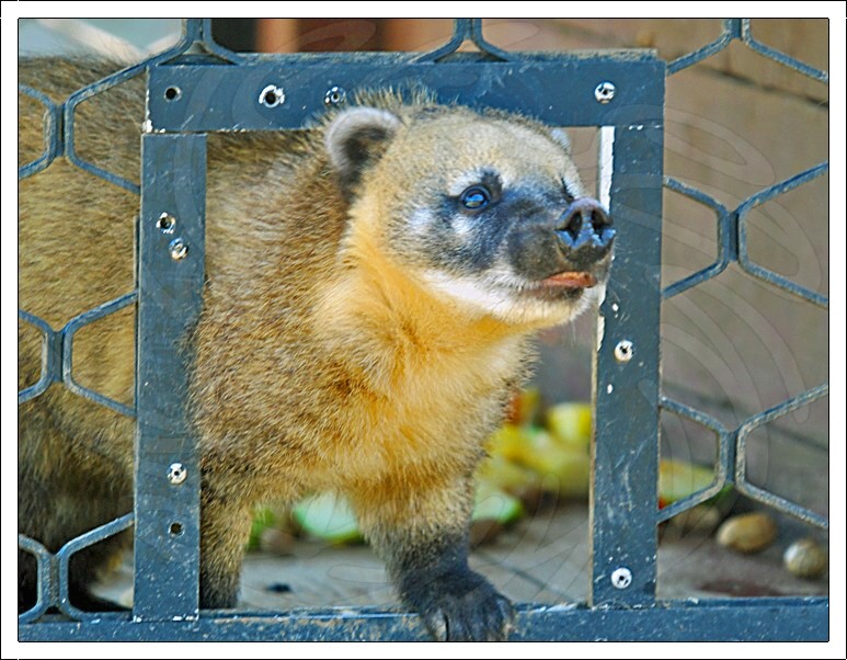 Ring Tailed Coati