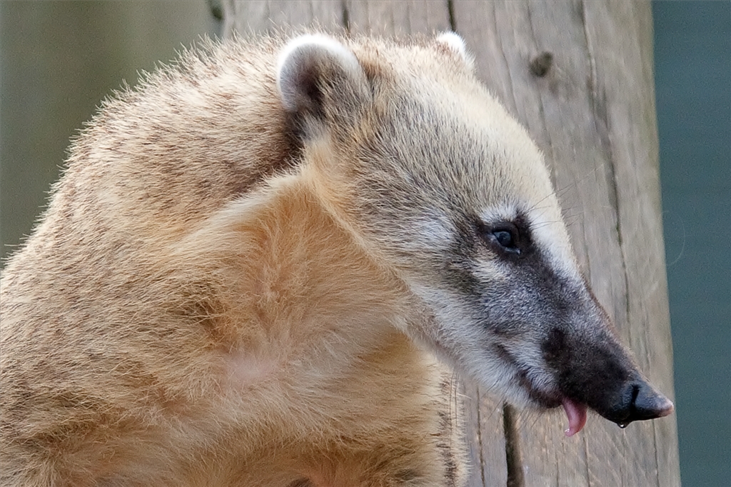 Ring Tailed Coati
