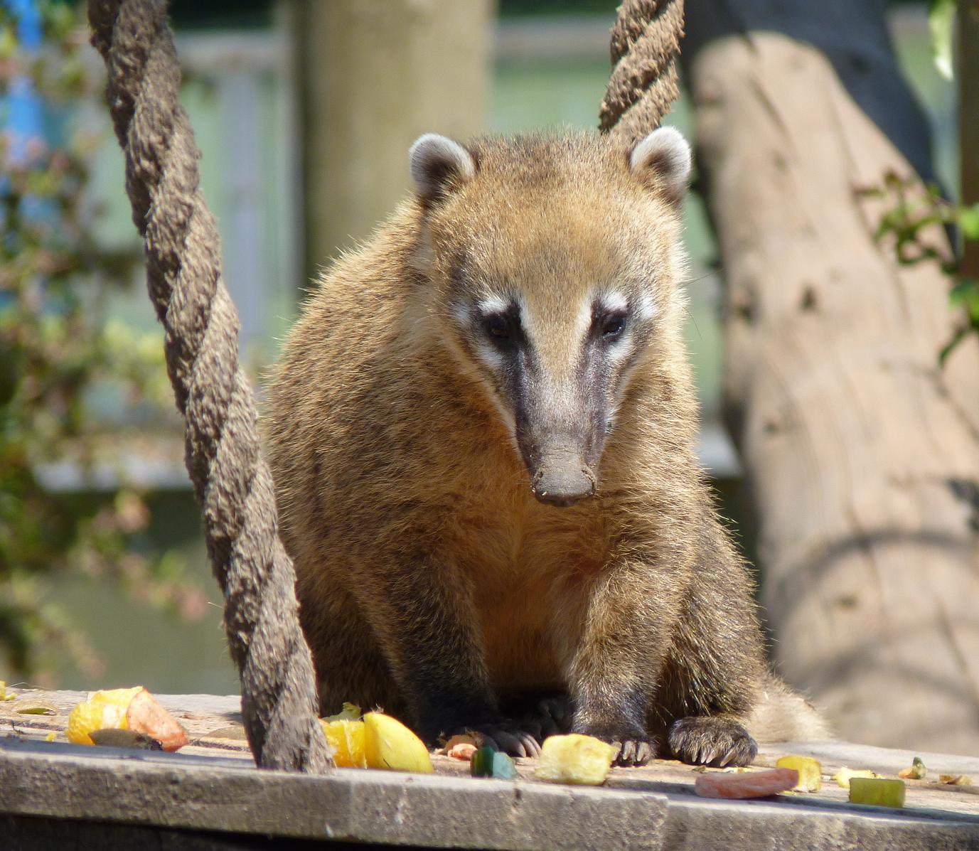 Ring-Tailed Coati