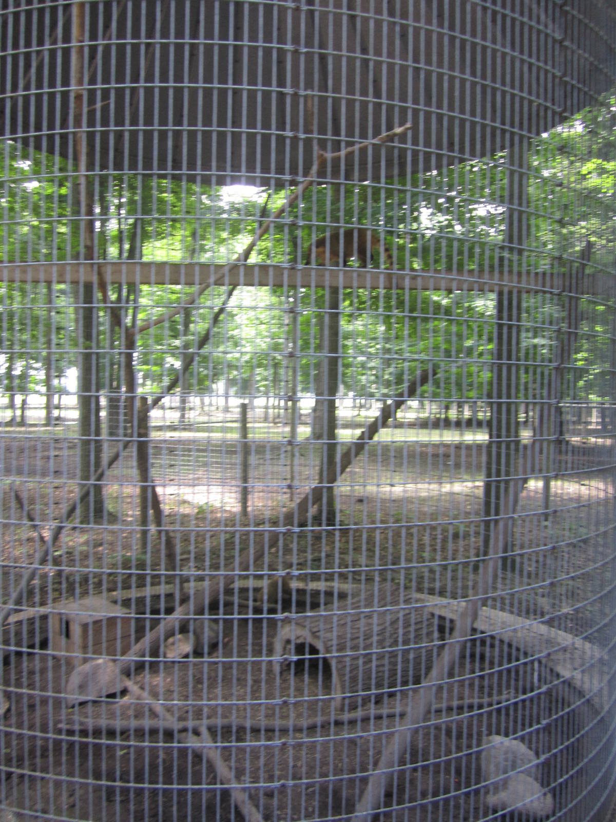 Ring Tailed Coatimundi Corn Crib Cage