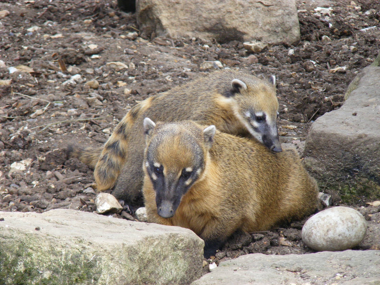 Ring-tailed coatis at Marwell Wildlife on 3rd September 2011
