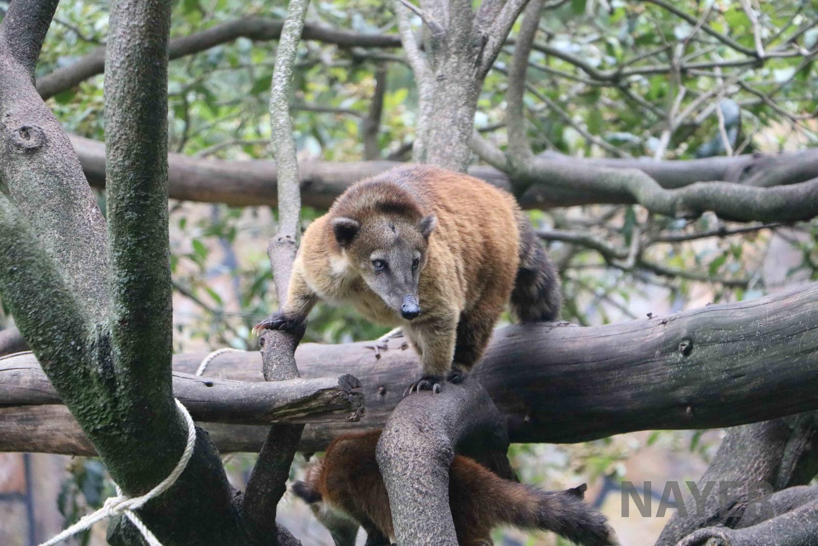 Ring-tailed coatis, March 2016