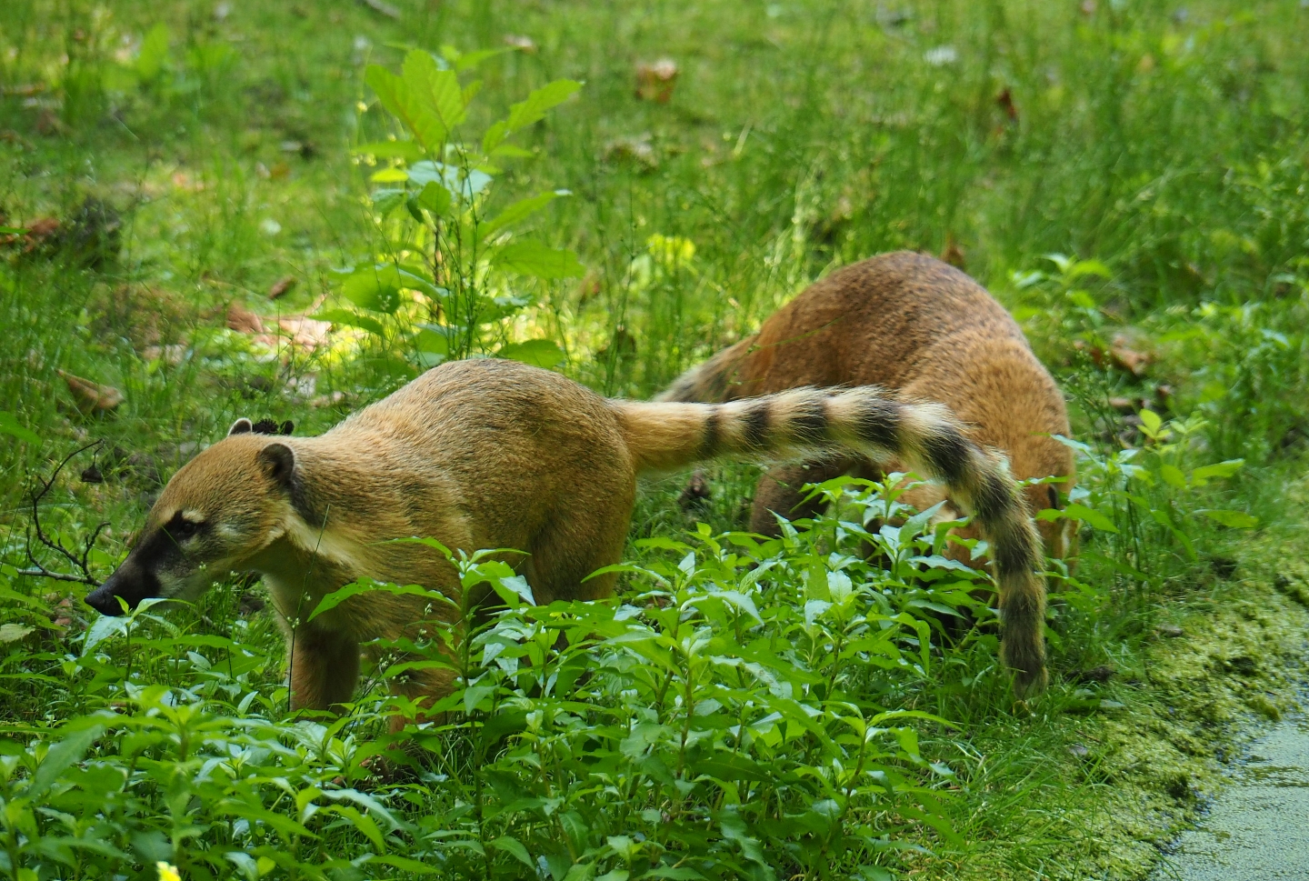 Ring-tailed coatis (Nasua nasua), 2019-06-26