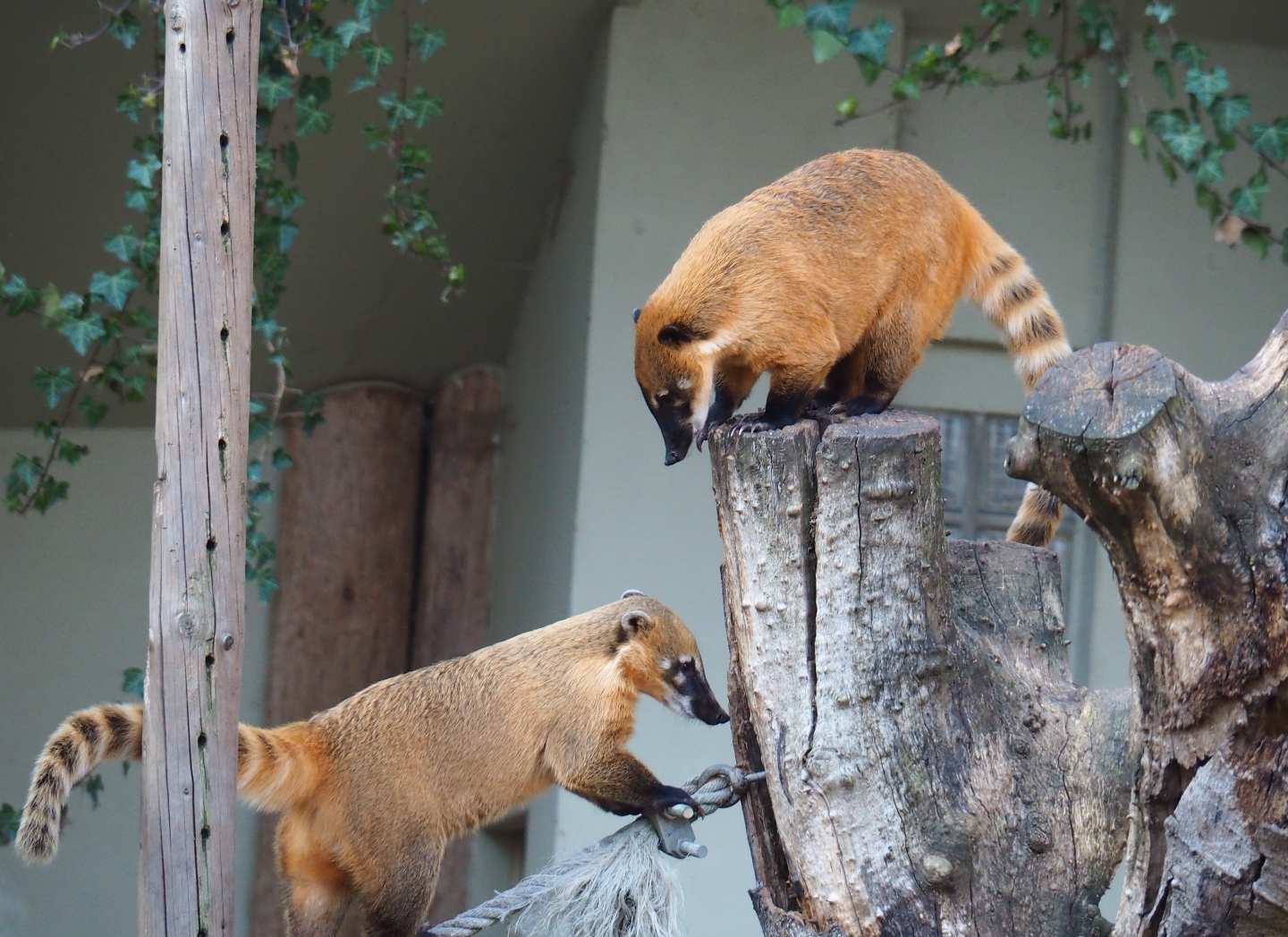 Ring-tailed coatis (Nasua nasua), Feb 27th, 2019