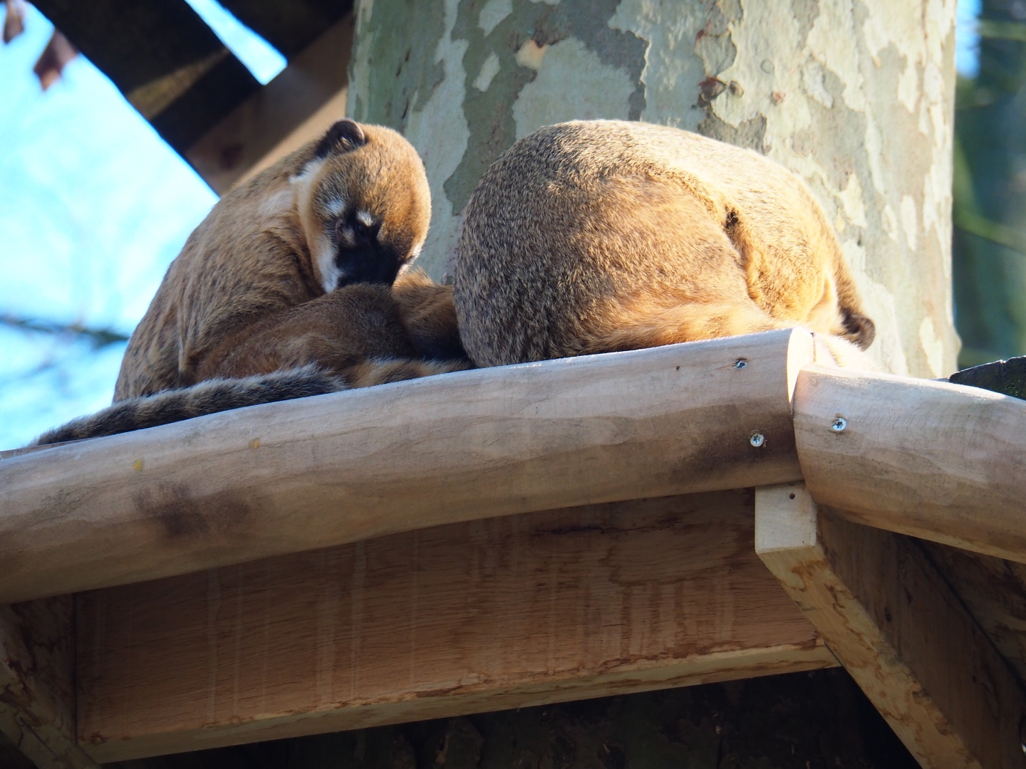 Ring-tailed coatis (Nasua nasua), Jan 20th, 2019