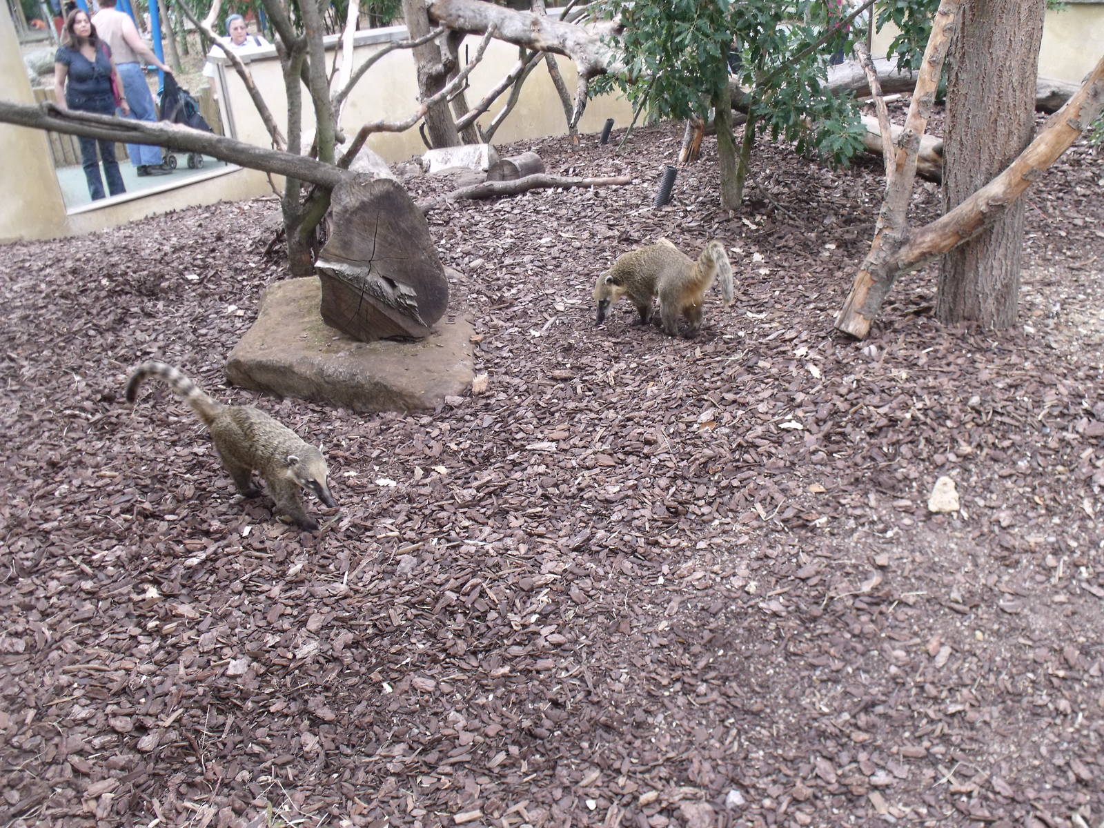 Ring-tailed Coati's