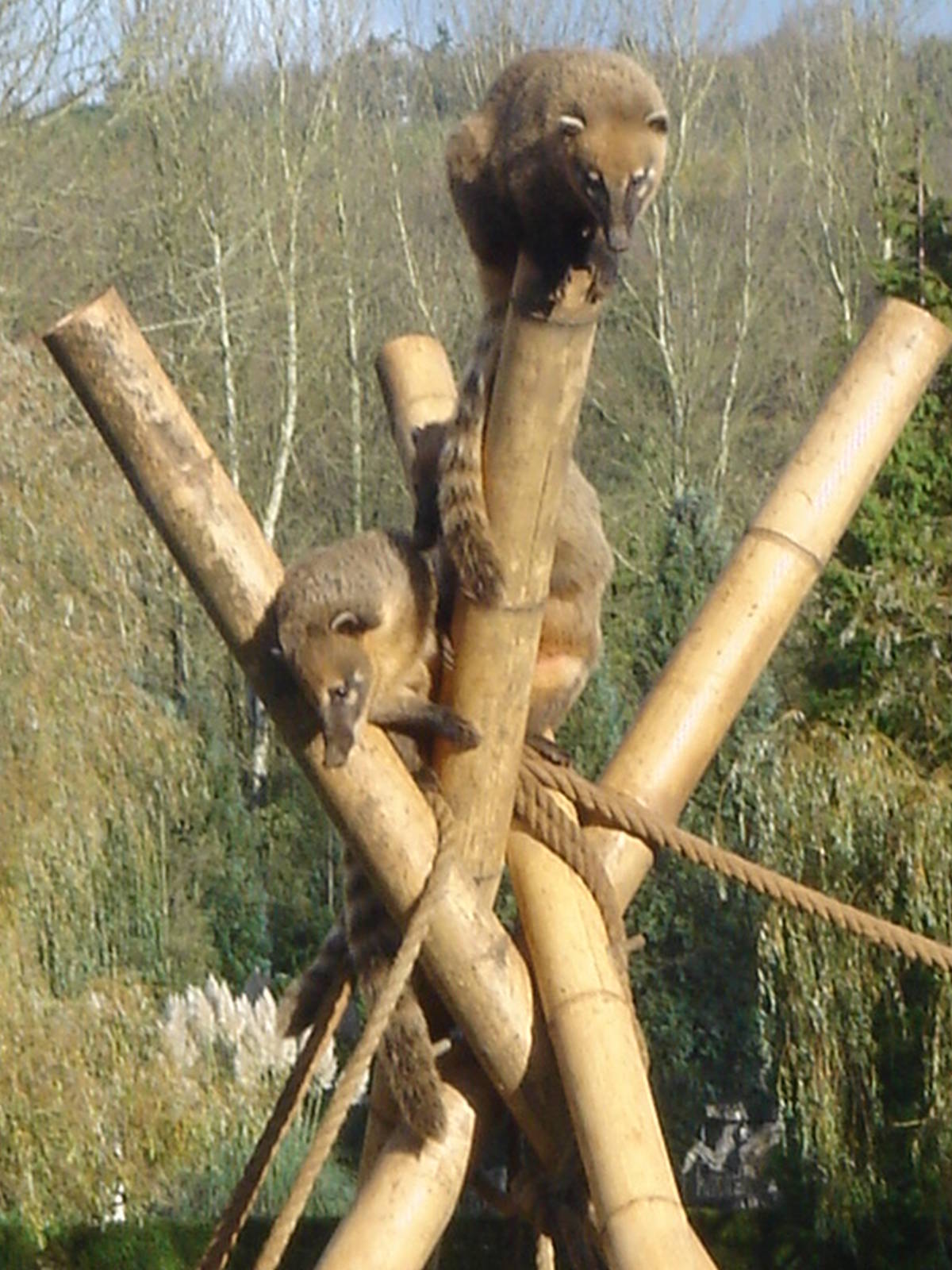 Ring-tailed Coatis