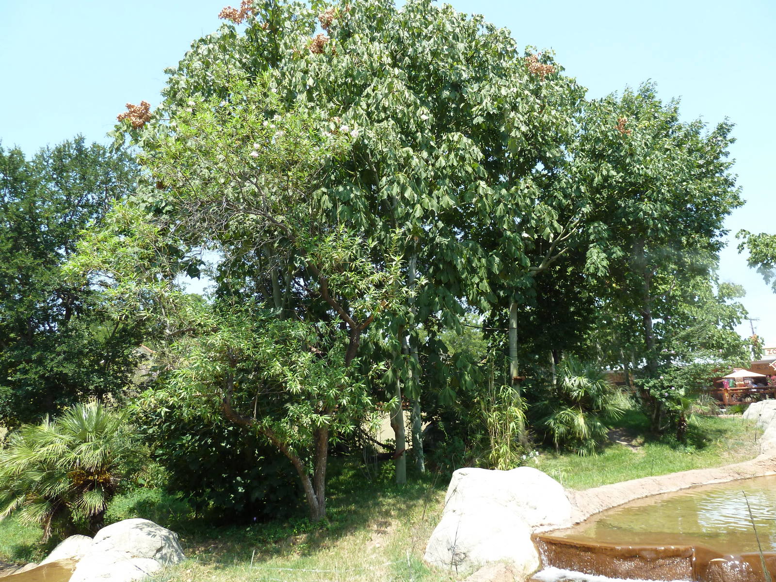 Ring-Tailed/Collared/Black+White Ruffed Lemur Exhibit
