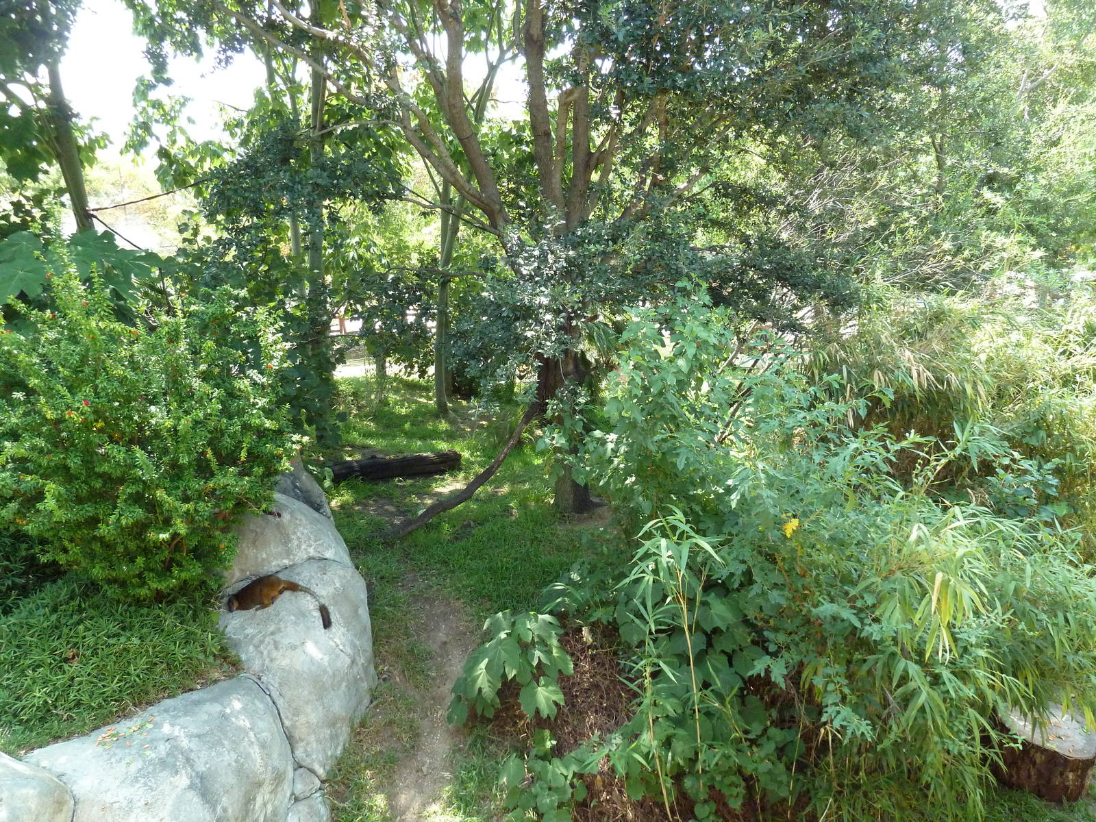 Ring-Tailed/Collared/Black+White Ruffed Lemur Exhibit