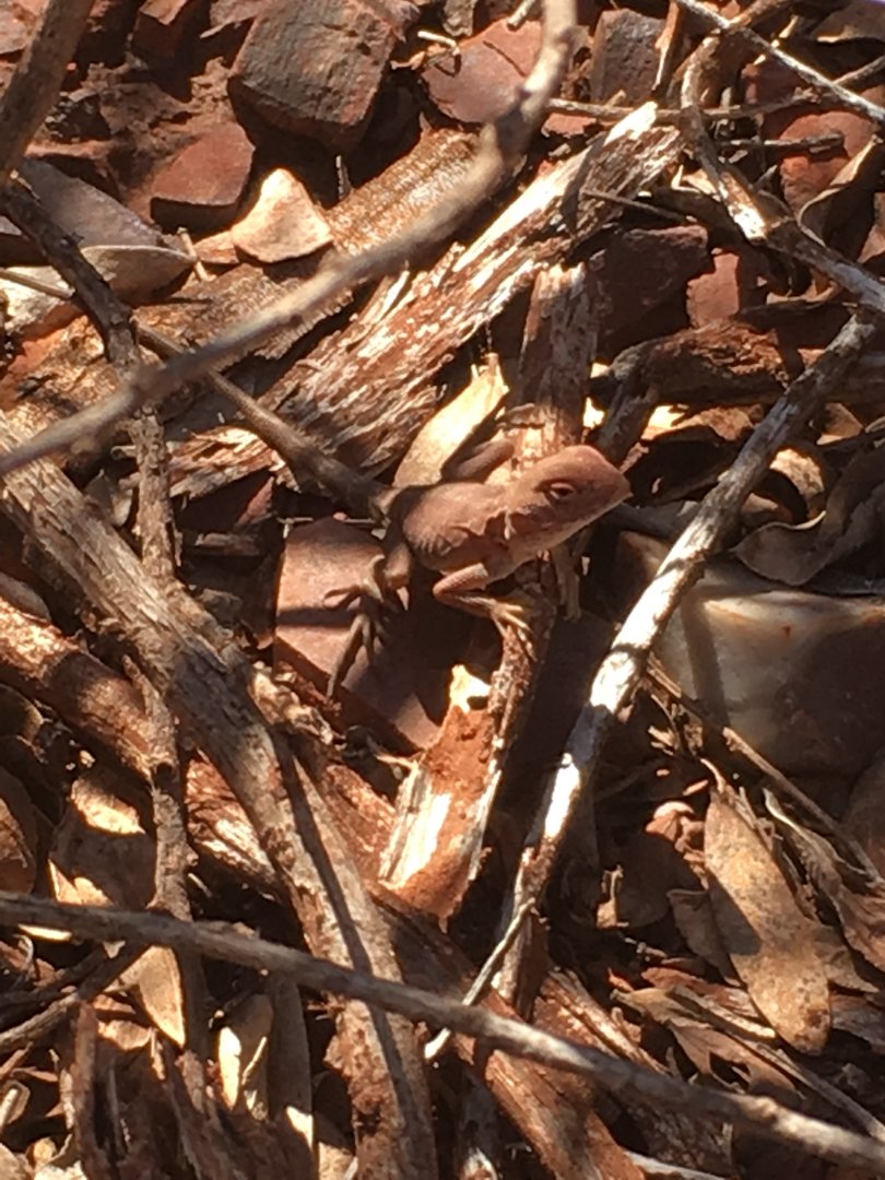 Ring-tailed Dragon (Ctenophorus caudicinctus)