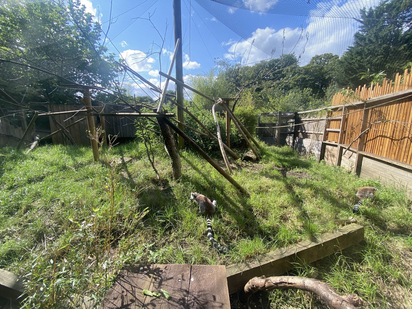 Ring-tailed enclosure 290723