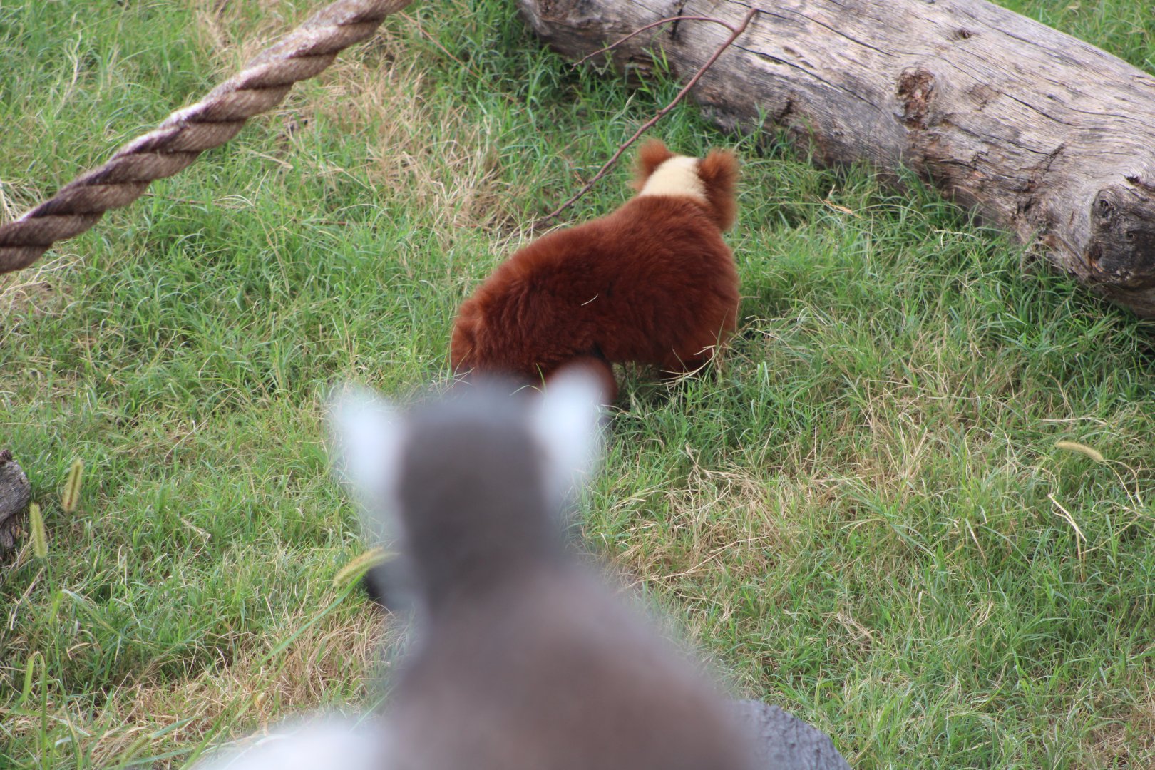 Ring-Tailed (L. catta) + Red Ruffed Lemurs (V. rubra)