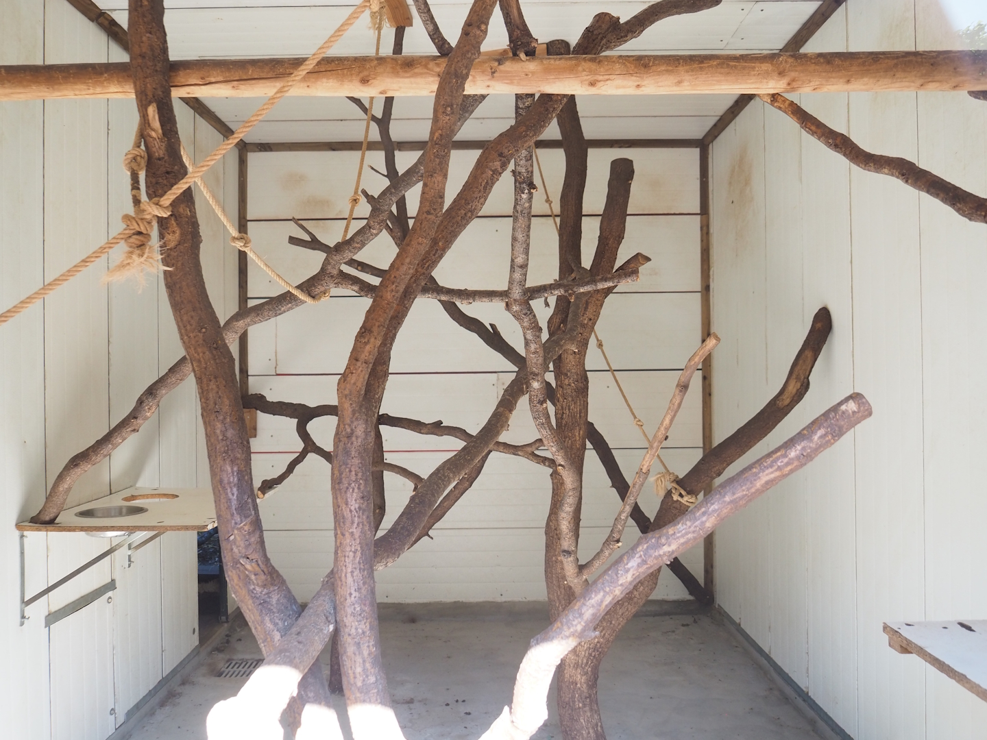 Ring-tailed lemu indoor exhibit, 2023-06-24