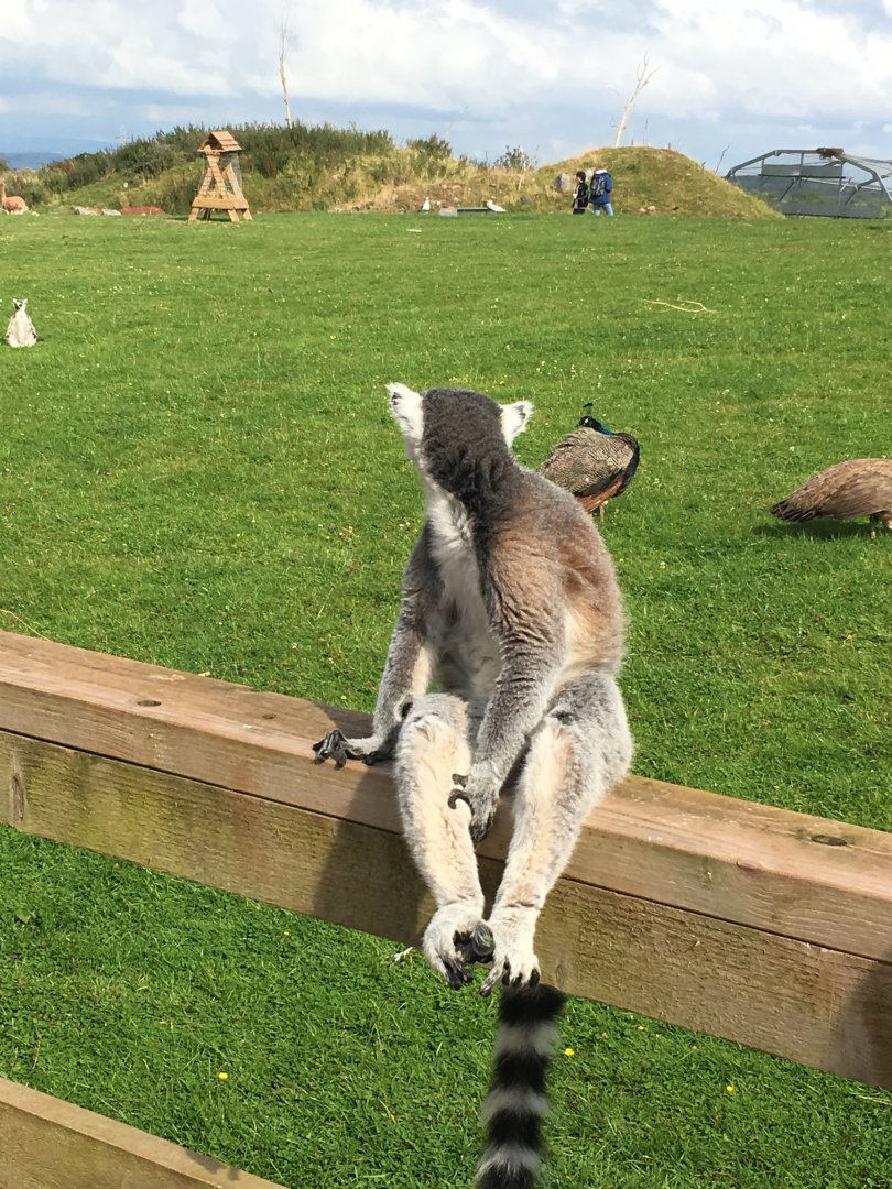 Ring-tailed lemur 020817