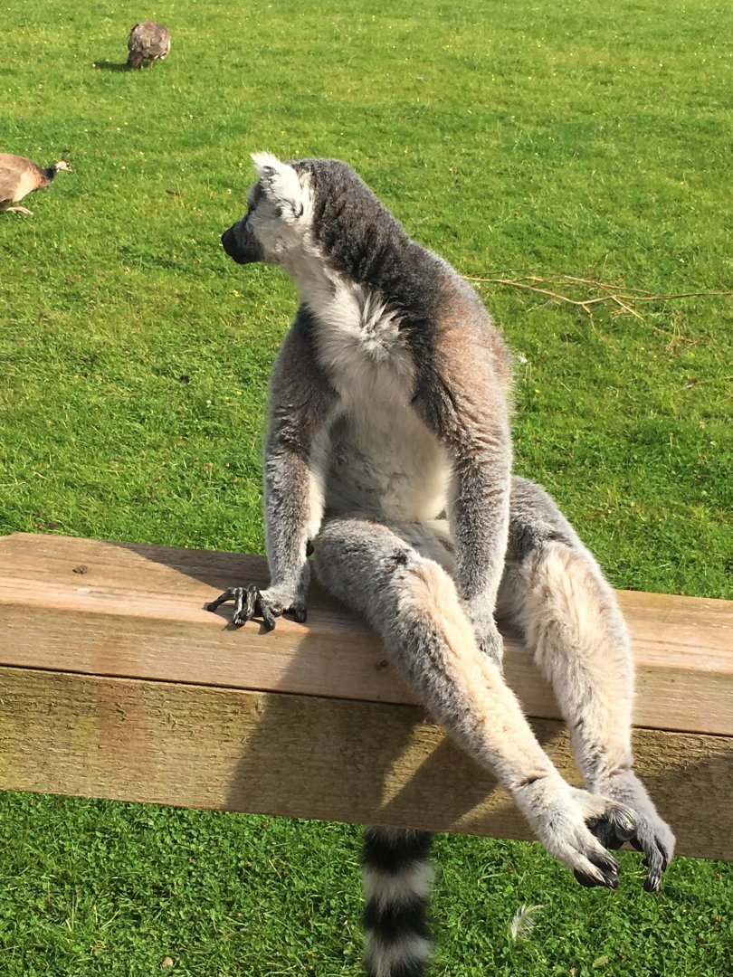 Ring-tailed lemur 020817