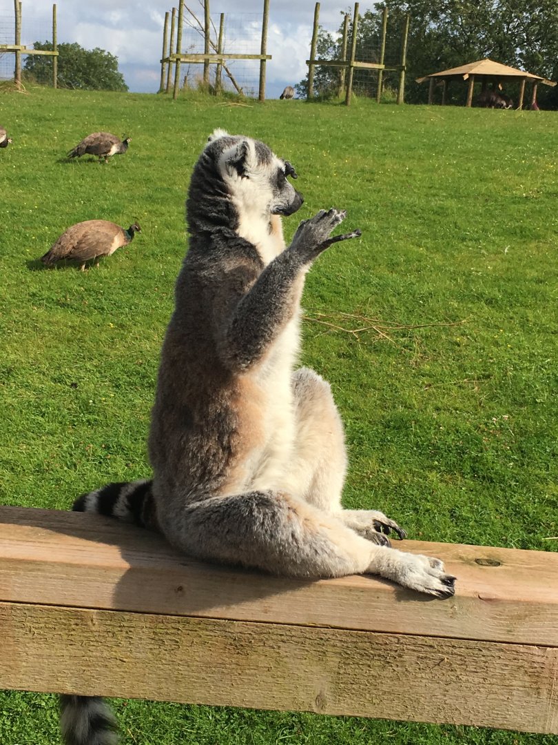 Ring-tailed lemur 020817