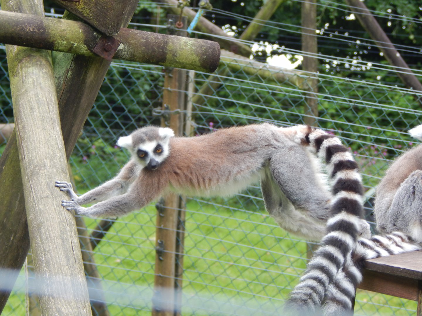 Ring-tailed lemur 050625