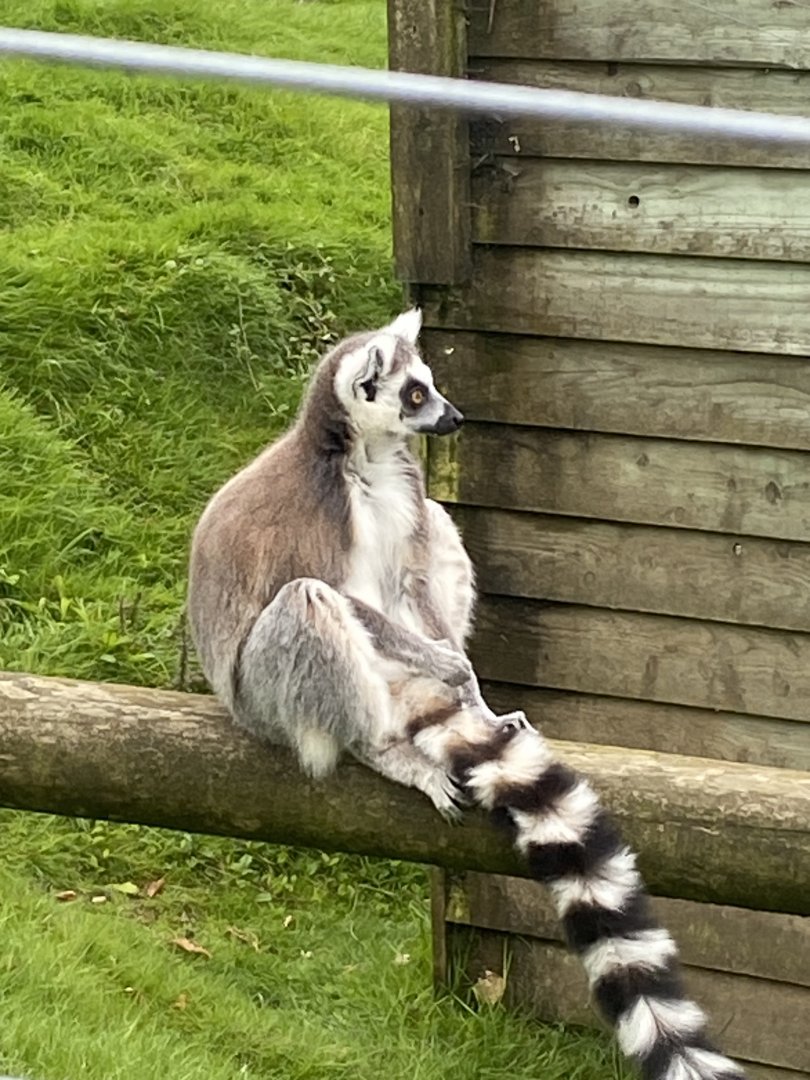Ring-tailed lemur 050625