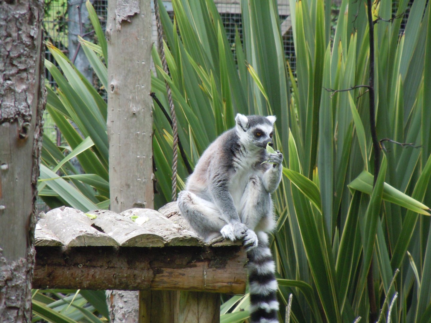 Ring-tailed lemur 070920