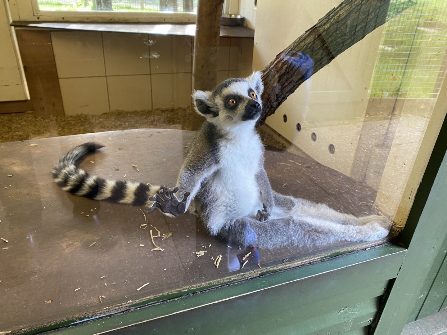 Ring-tailed lemur 071121