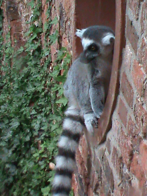 ring-tailed lemur 08/10