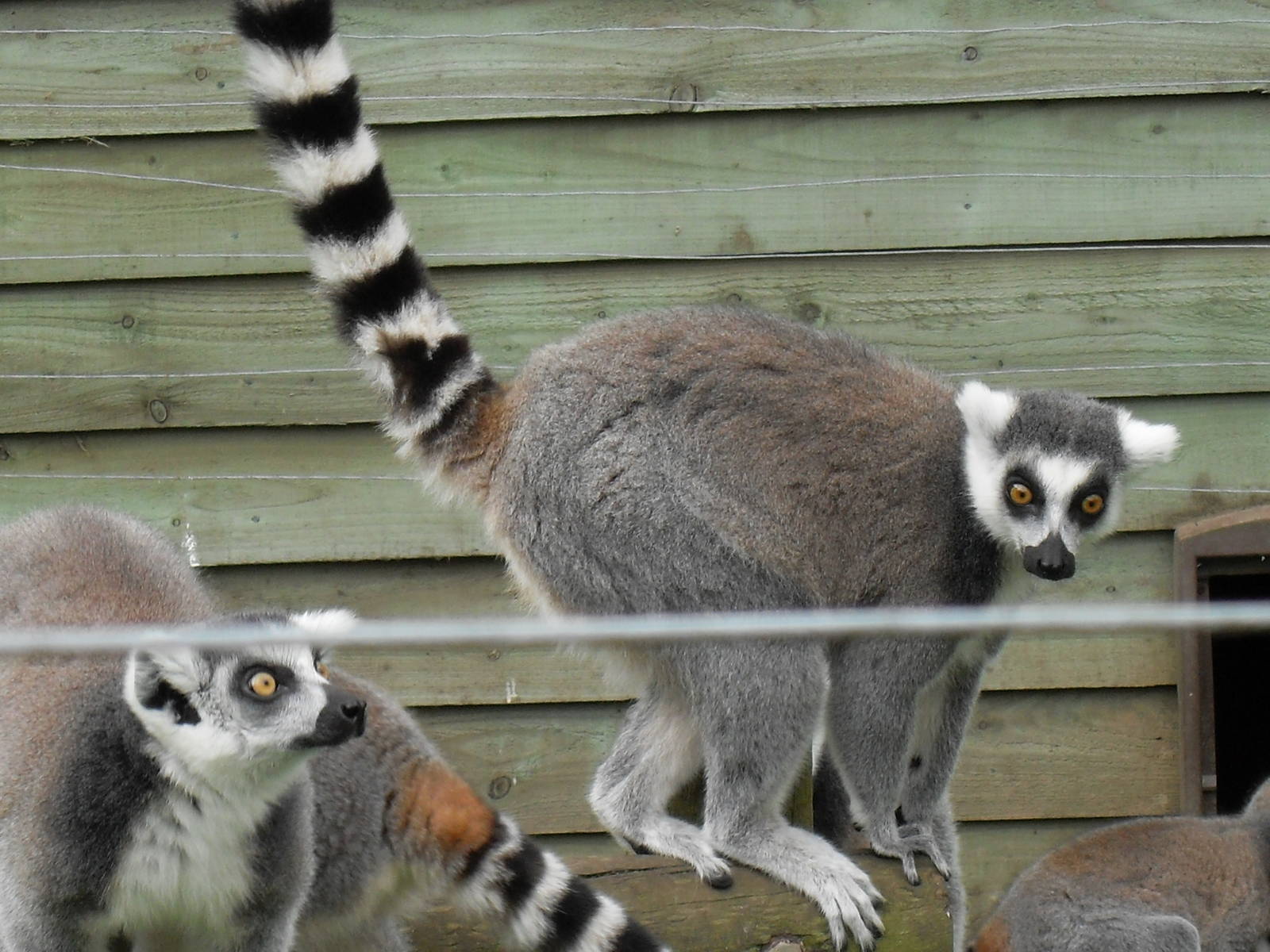 ring-tailed lemur 1 07/10