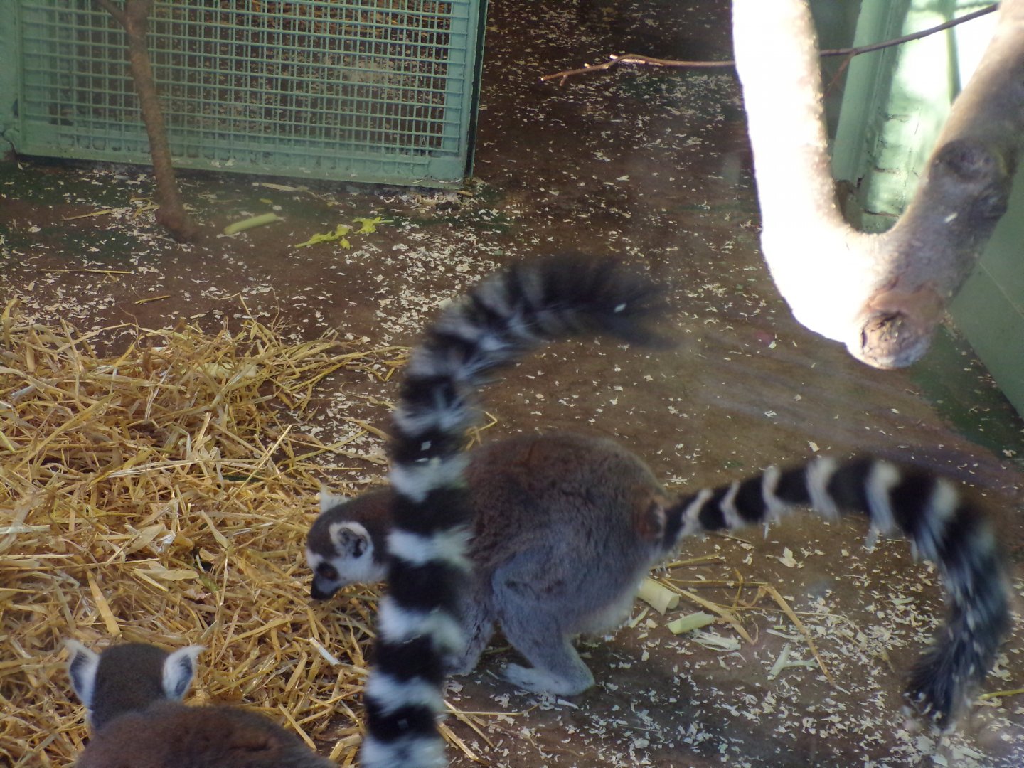 Ring-tailed lemur 1.1.24
