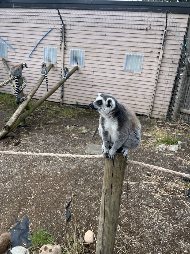 Ring-tailed lemur 1.9.25