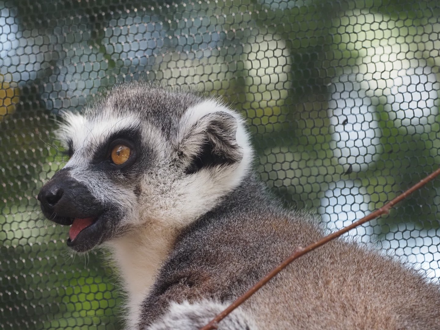 Ring-Tailed Lemur 1