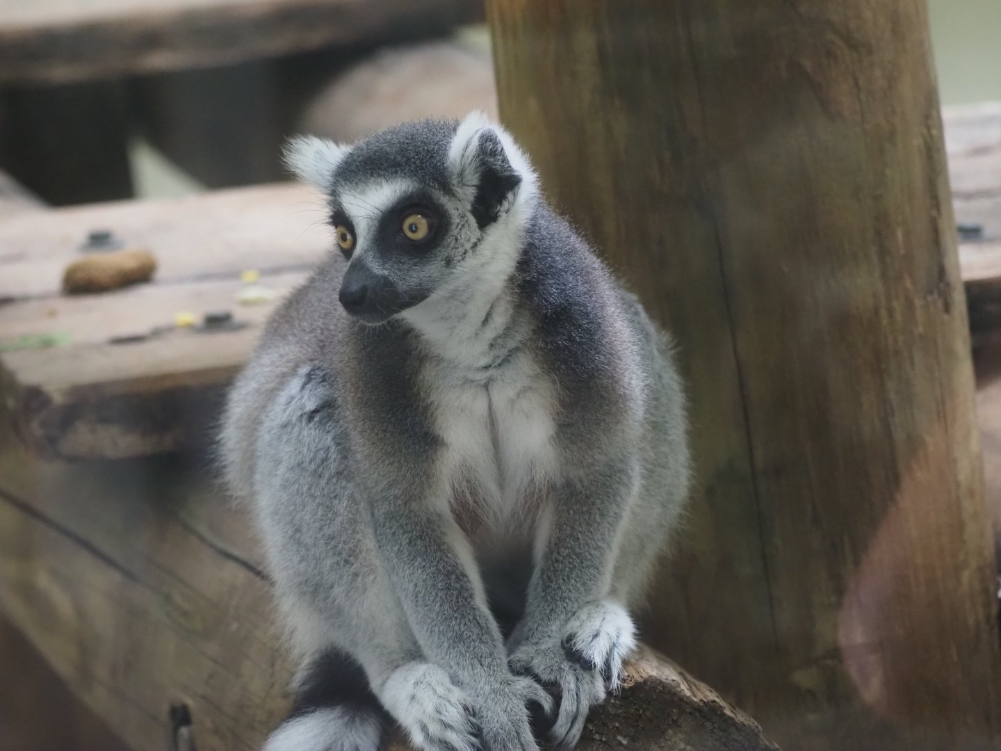 Ring-Tailed Lemur 1