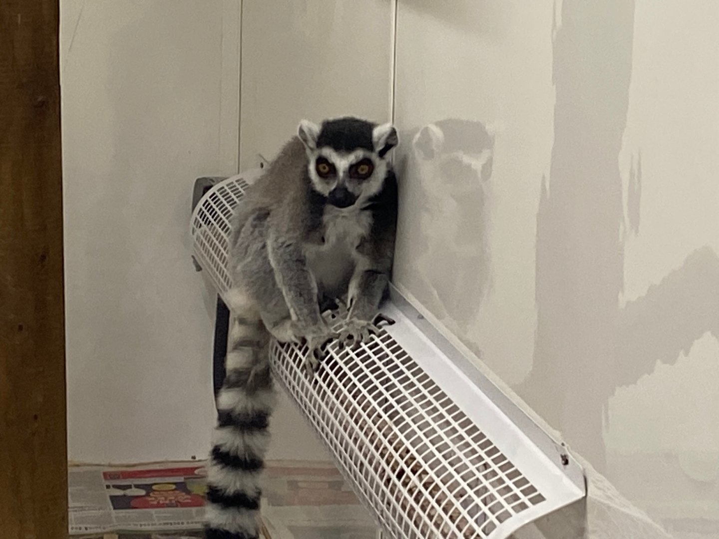 Ring-tailed lemur 111222