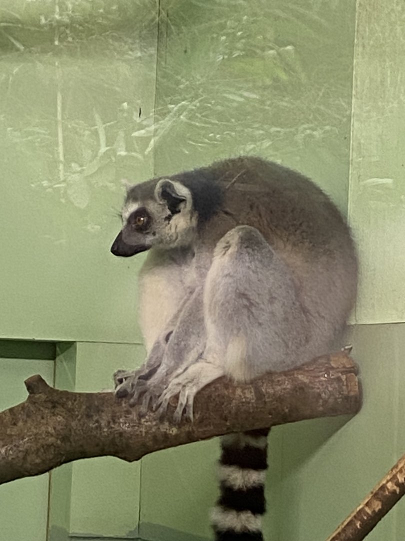 Ring-tailed lemur 111224
