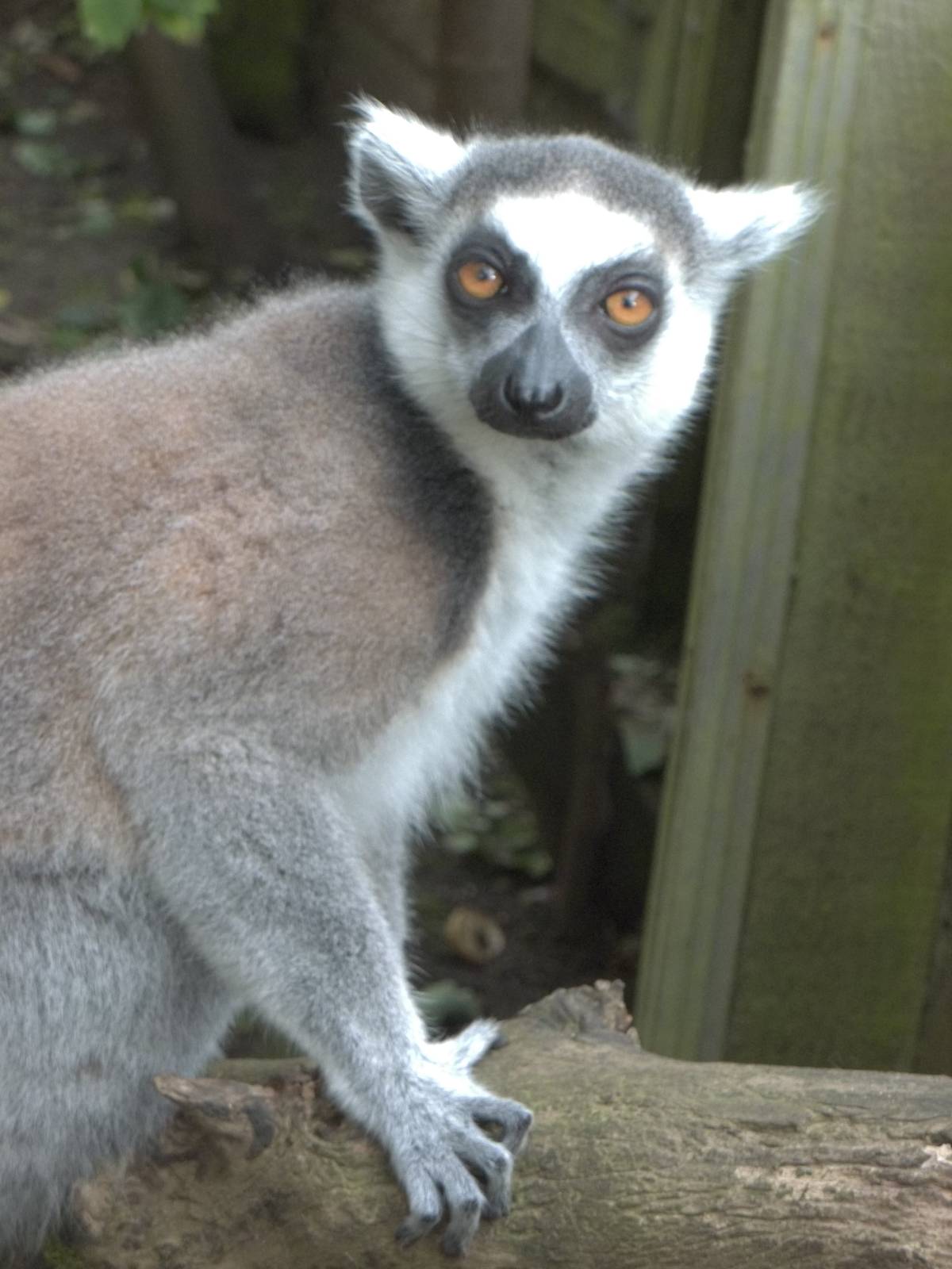 Ring-tailed Lemur, 11th October 2014